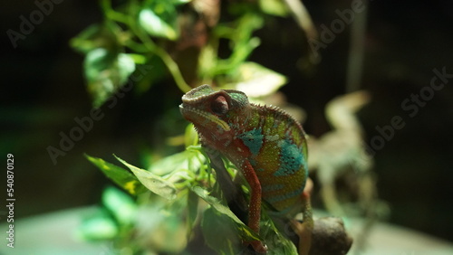  chameleon on a branch
