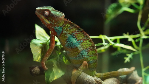 Chamaeleonidae|chameleon|變色龍