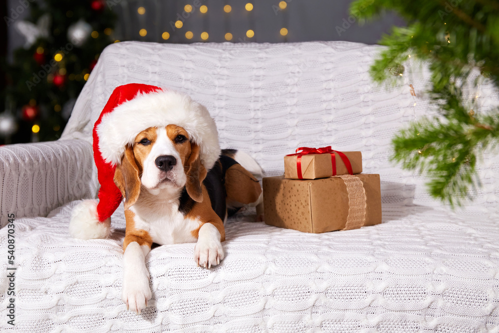 A beagle dog in a Santa Claus hat is lying on the sofa. The house is decorated with a Christmas tree and a garland with bokeh lights.