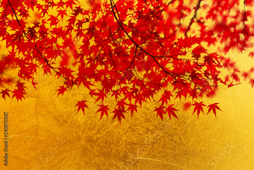 金屏風と楓の紅葉 photo