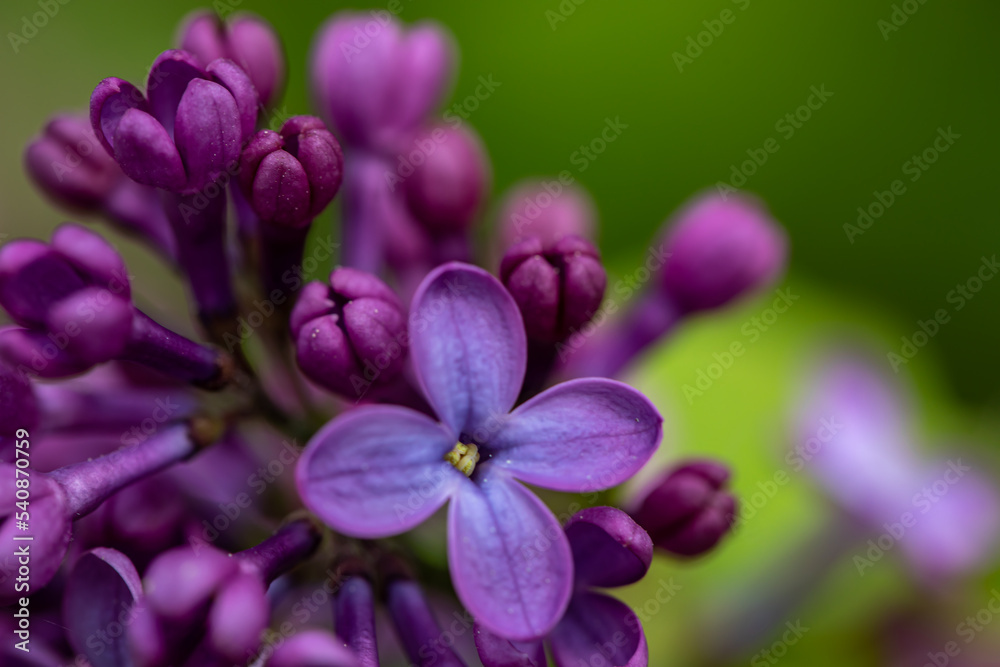 Syringa vulgaris flower growing in meadow, macro Syringa vulgaris flower growing in meadow, macro