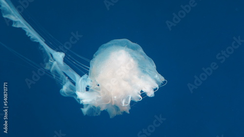 Pelagia noctiluca Luminescent jellyfish 