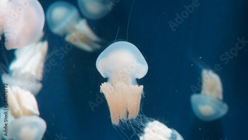 Rhopilema nomadica Nomad Jellyfish| white jellyfish in aquarium