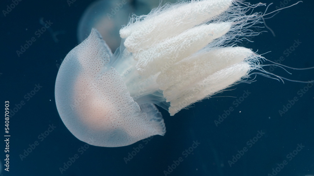 Catostylus tagi is a species of jellyfish from warmer parts of the East Atlantic Ocean and since the 2000s also found in the Mediterranean Sea - obrazy, fototapety, plakaty 