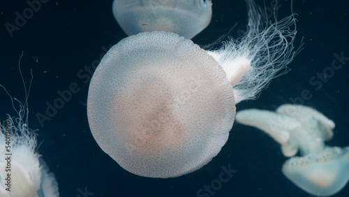 Catostylus tagi is a species of jellyfish from warmer parts of the East Atlantic Ocean photo