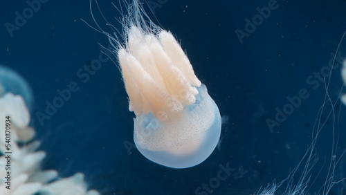 Rhopilema nomadica Nomad Jellyfish| white jellyfish in aquarium