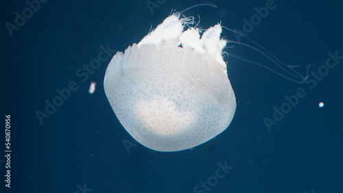  「Rhopilema nomadica」、または「ノマドジェリーフィッシュ」として知られるクラゲ、そして水族館の中で見られる「白いクラゲ」 