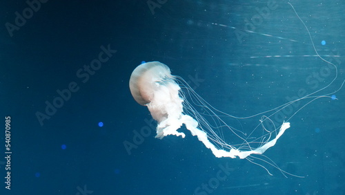 Pelagia noctiluca Luminescent jellyfish