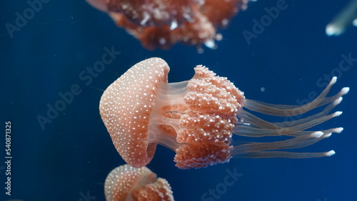 La méduse australienne tachetée, scientifiquement connue sous le nom de Phyllorhiza punctata, est une espèce de méduse remarquable originaire des eaux côtières de l'Australie et de l'Indo-Pacifique.  photo