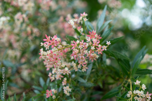 Ceratopetalum gummiferum. New South Wales Christmas Bush. Close up of pink and white flowers against leafy background.
