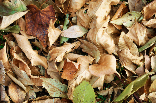 Natural background from autumn fallen leaves. View from above. Plant texture