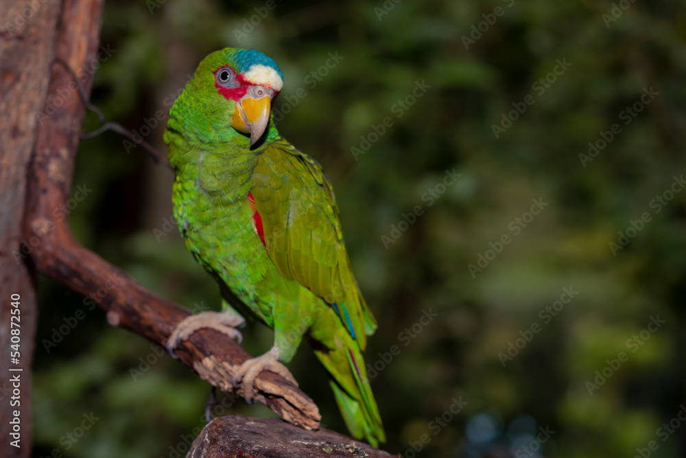 Dosmetic parrot of country houses