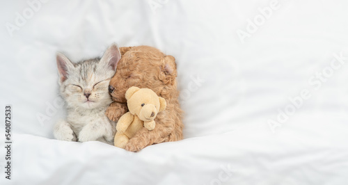 Cute tiny Toy Poodle puppy hugs toy bear and sleeps with happy tabby kitten under white warm blanket on a bed at home. Top down view. Empty space for text