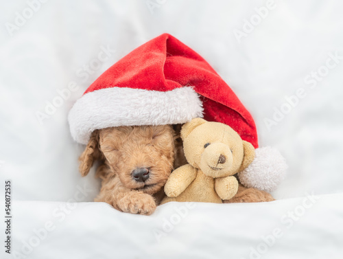 Tiny Toy Poodle puppy wearing red santa hat sleeps with toy bear under white blanket at home. Top down view
