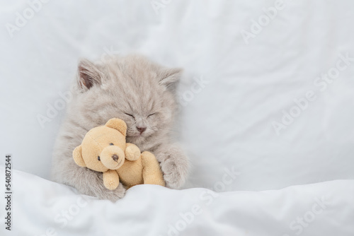 Cozy tiny kitten sleeps with favorite toy bear under warm white blanket on a bed at home. Top down view