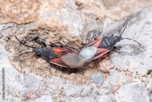 Lime seed bugs, Oxycarenus lavaterae, mating on a rock under the sun. photo