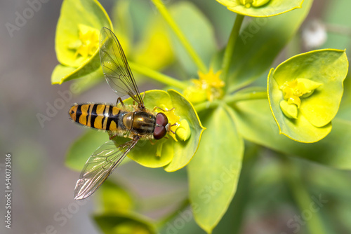 Marmalade hoverfly, Episyrphus balteatus, feeding from a yellow flower on a sunny day