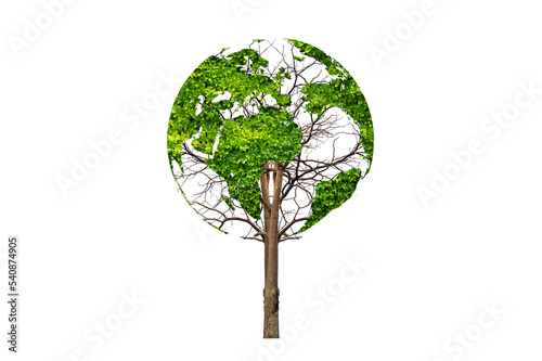 tree in the green globe Isolate on transparent background PNG file