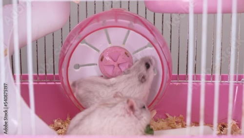 a white Dzungar hamster in a wheel in a pink rodent cage. photo