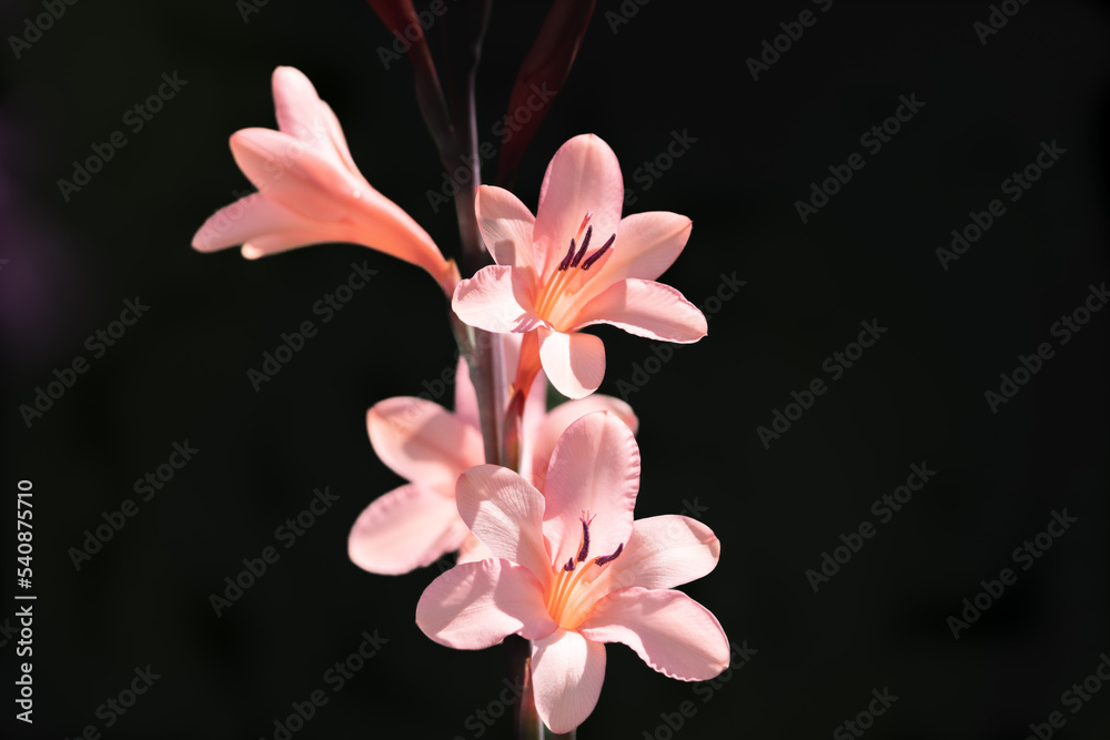 Isolated on black orange bugle lily