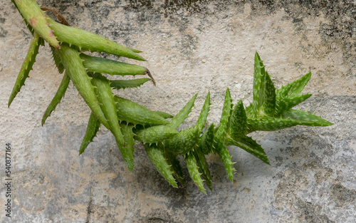 Closeup view of curved stem of aloe juvenna aka tiger tooth aloe succulent plant isolated oudoors on old wall background photo