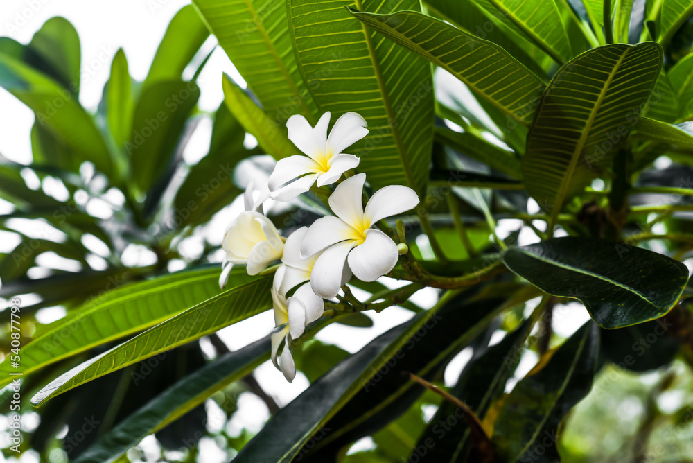 Many flowers of white plumeria close up Many flowers of white plumeria close up