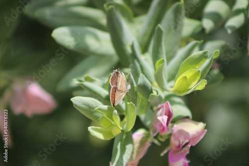 Macro view of a Pea blue butterfly on Polygala myrtifolia plant photo