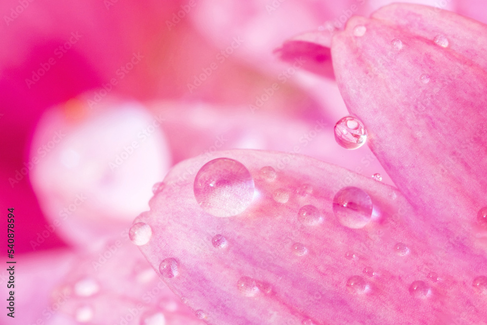 A close view of beautiful pink leaves with water drops. A close view of beautiful pink leaves with water drops.