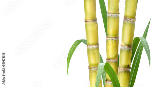Fototapeta Naklejka Na Ścianę i Meble -   Sugar cane stalks isolated on white background.