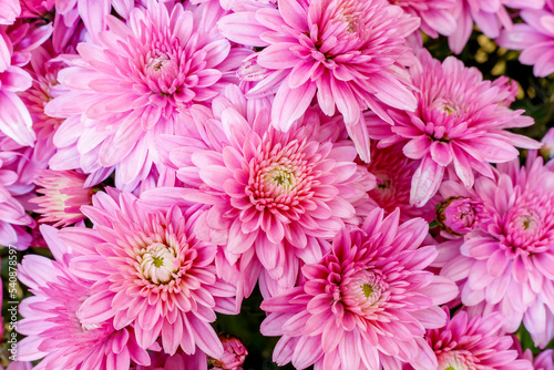 Blooming pink Mums or Chrysanthemums   autumn flower background.