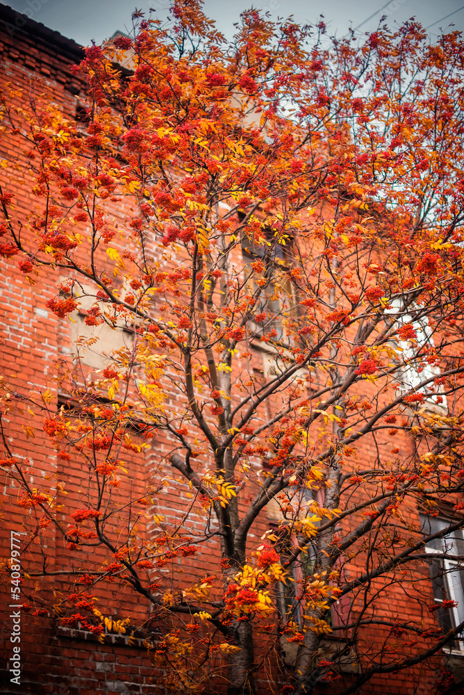 Rowan tree with orange berries against the background of a brick wall of a house in autumn