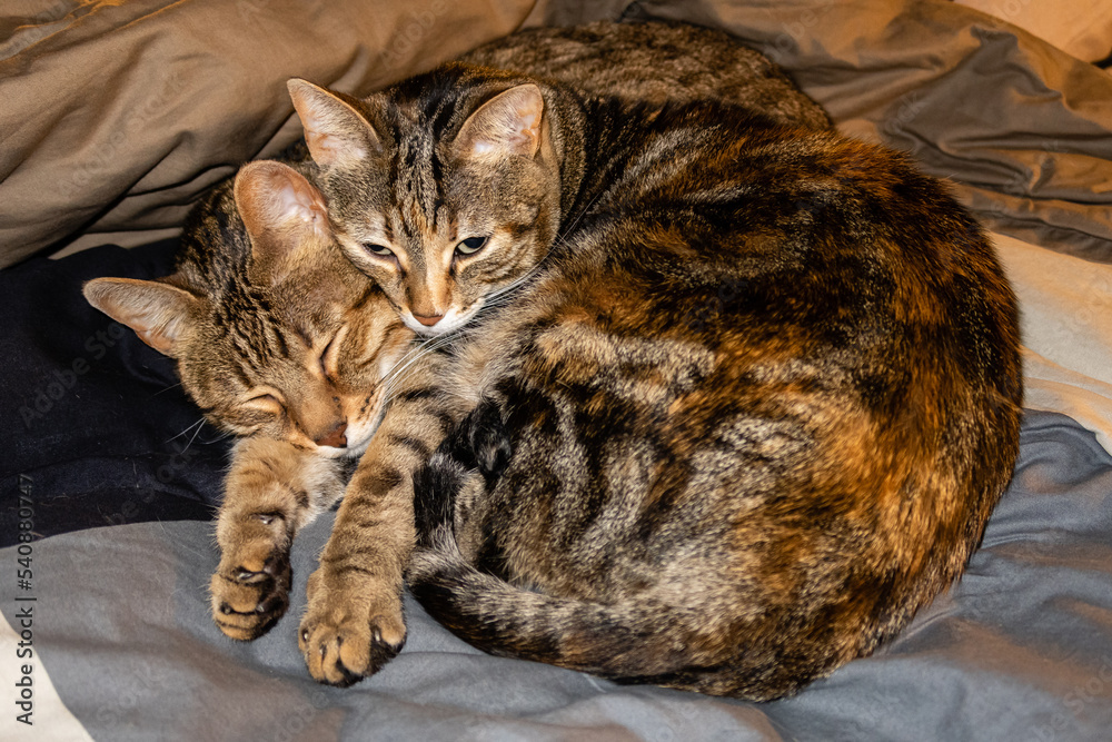 Two domestic cats resting and sleeping together.