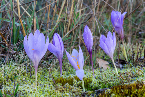 Crocus nudiflorus. Wild Saffron Flowers or False Saffron. photo