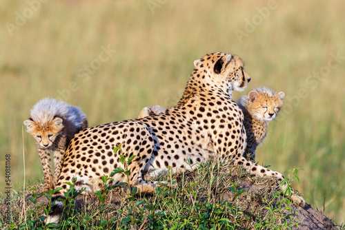 Newly awakened Cheetah cubs with their mother