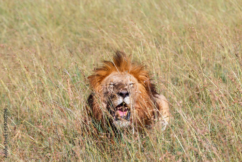 Yawning Male lion in tall grass on the African savanna