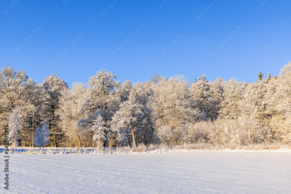 Snowy field by a frosty woodland a sunny cold winter day Snowy field by a frosty woodland a sunny cold winter day