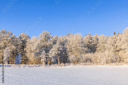 Wallpaper Mural Snowy field by a frosty woodland a sunny cold winter day Torontodigital.ca
