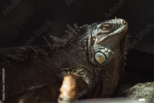 Portrait of an iguana in a zoo in Bali