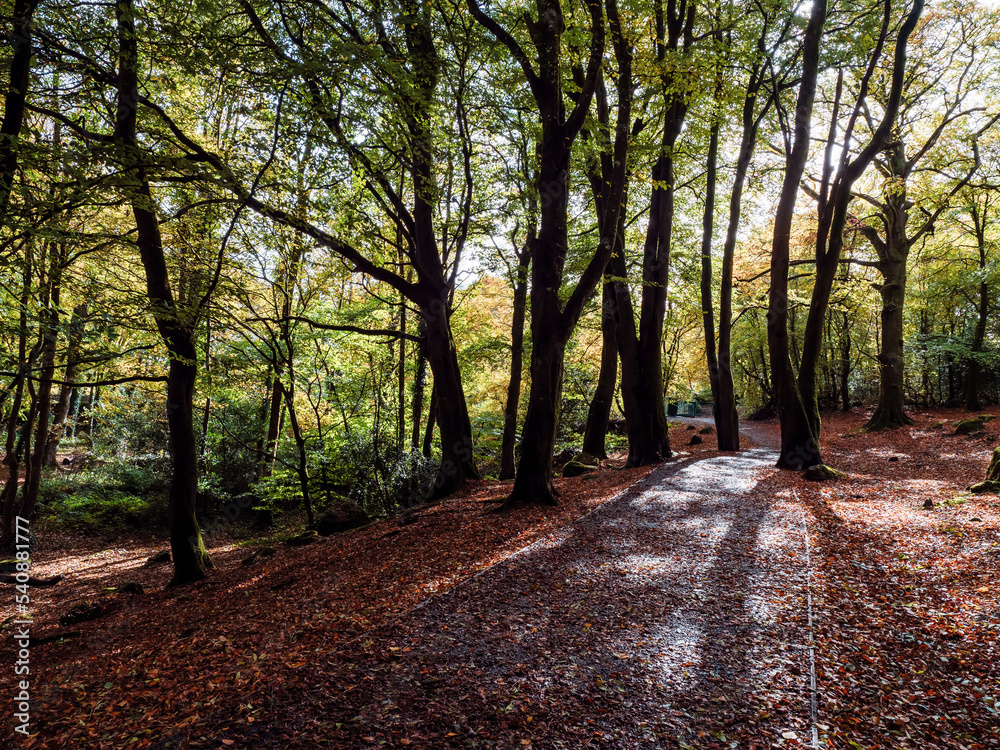 Foot path in a beautiful forest park with fallen leaf and high density tree level. Autumn or fall season. Barna woods, Galway city, Ireland. Foot path in a beautiful forest park with fallen leaf and high density tree level. Autumn or fall season. Barna woods, Galway city, Ireland.