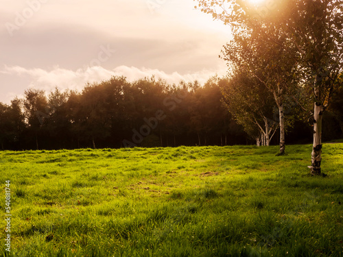 Scene in a park with sun shining through birch trees and green grass field. Relaxing nature background.
