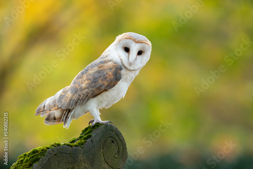 he barn owl (Tyto alba) is the most widely distributed species of owl in the world and one of the most widespread of all species of birds photo