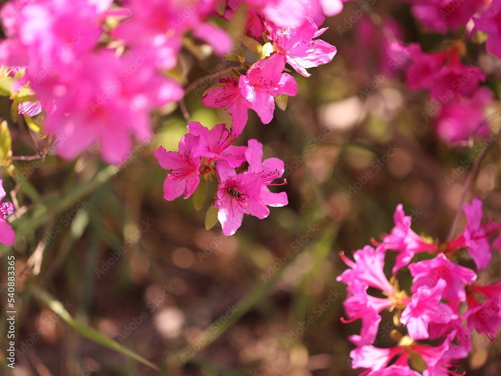 pink flowers