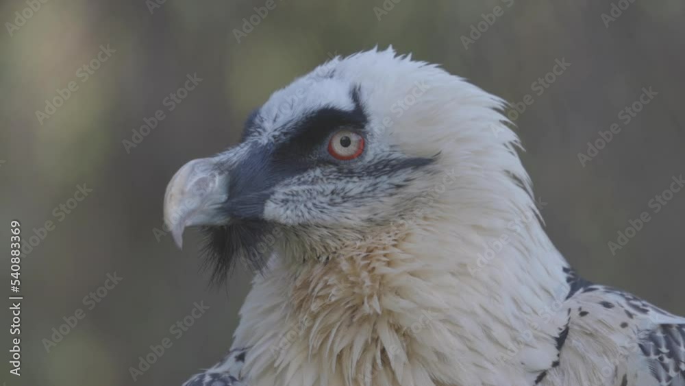 Bearded Vulture, Gypaetus barbatus, detail portrait of rare mountain bird. Close-up portrait of beautiful mountain bird. Slow motion 120 fps video, ProRes 422, ungraded C-LOG 10 bit Bearded Vulture, Gypaetus barbatus, detail portrait of rare mountain bird. Close-up portrait of beautiful mountain bird. Slow motion 120 fps video, ProRes 422, ungraded C-LOG 10 bit