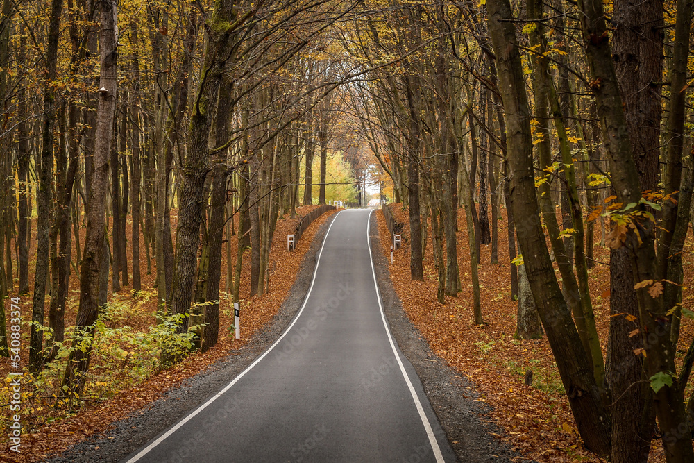 Fototapeta premium New asphalt road in colorful autumn forest. Selective focus.