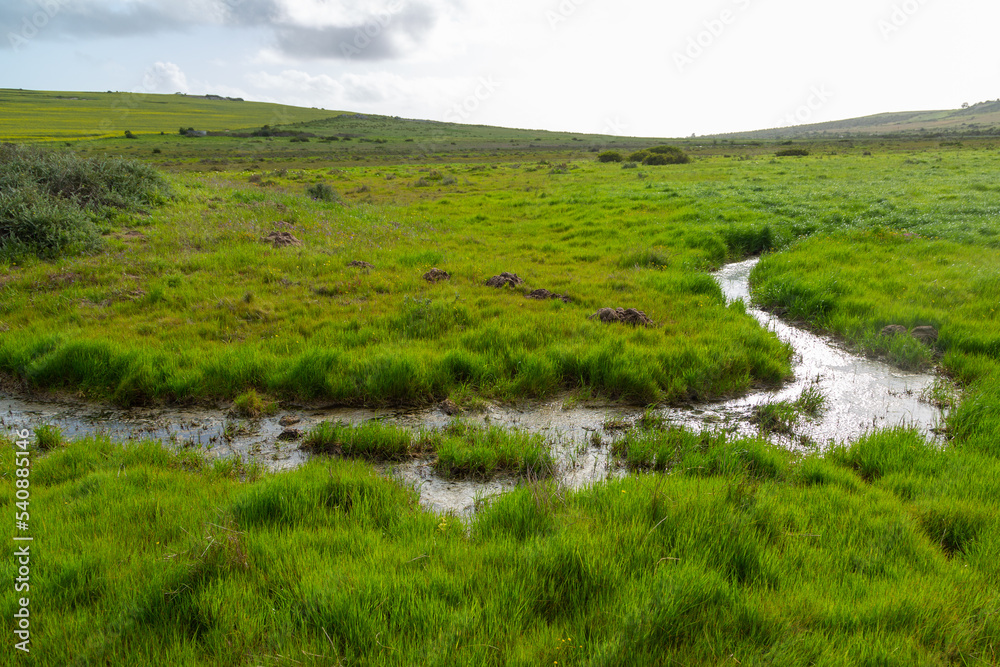 Small creek in a renosterveld near Darling in the Western Cape of South Africa