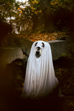 Dog in a ghost costume. Halloween concept