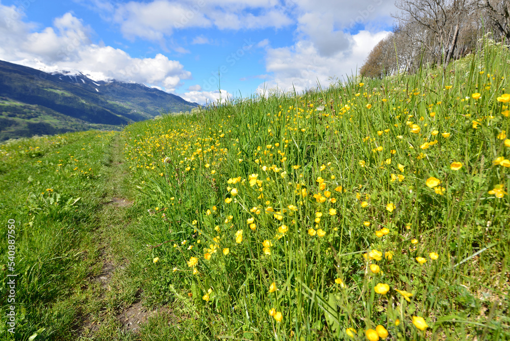 buttercup blooming in grassy meadow along a footpath in alpine mountain