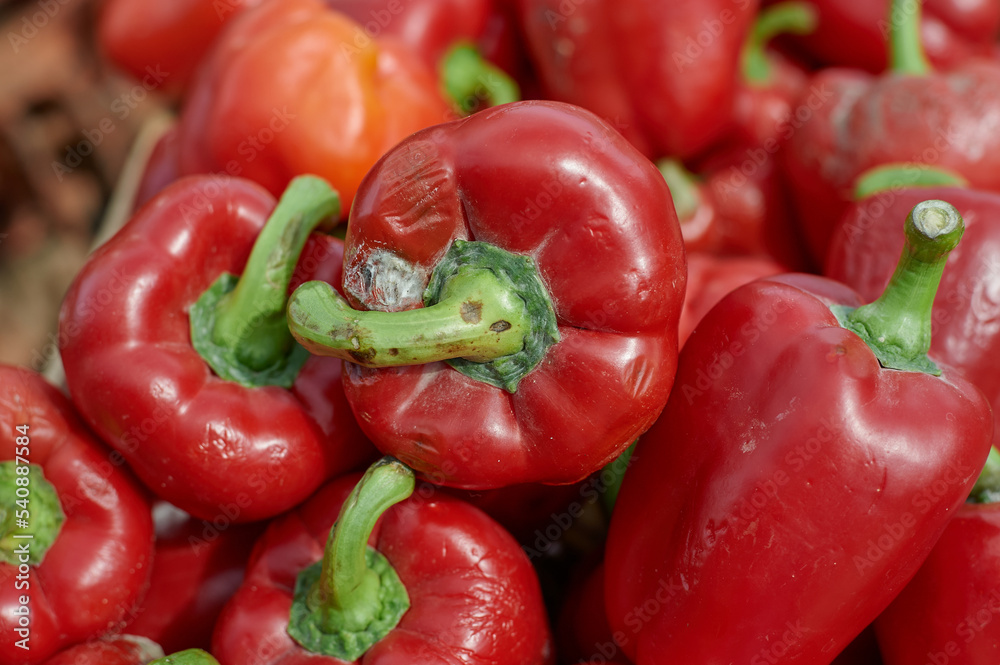 Red bell pepper close-up of red color begins to rot due to long storage in the open air. Red bell pepper close-up of red color begins to rot due to long storage in the open air.
