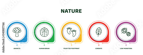 editable thin line icons with infographic template. infographic for nature concept. included amanita, human brian, four toe footprint, cordate, leaf monstera icons.
