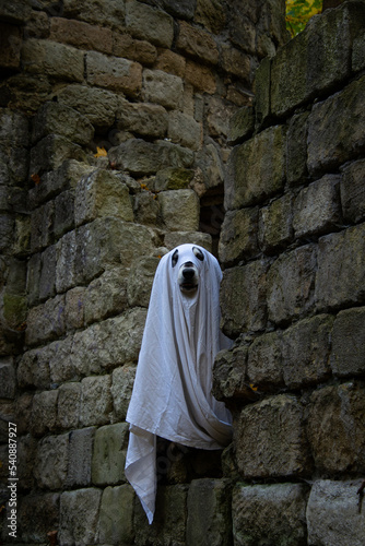 Dog in a ghost costume. Halloween concept © Yulia Furman